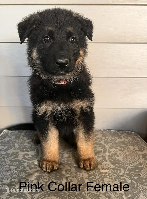 Pink Collar Female Puppy – German Shepherd Dog puppy for sale in Morrisville, MO