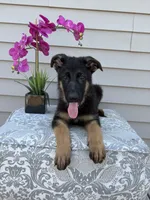 Green Collar Male, a female German Shepherd Dog for sale in Morrisville, MO – 5 of 9