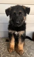 Green Collar Male, a male German Shepherd Dog for sale in Morrisville, MO – 3 of 6