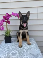 Dark Pink Collar Female, a female German Shepherd Dog for sale in Morrisville, MO – 2 of 9
