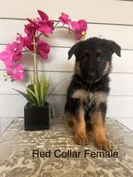 Red Collar Female, a female German Shepherd Dog for sale in Morrisville, MO – 1 of 5