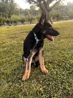 Dark Green Collar Male , a female German Shepherd Dog for sale in Morrisville, MO – 5 of 8