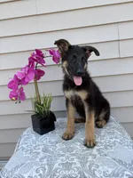 Orange Collar Male Puppy, a female German Shepherd Dog for sale in Morrisville, MO – 2 of 6