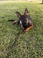Brown Collar Male, a female German Shepherd Dog for sale in Morrisville, MO – 5 of 6