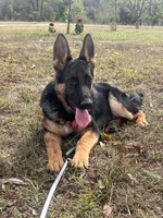 Red Collar Female , a female German Shepherd Dog for sale in Morrisville, MO – 7 of 7