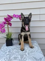 Dark Pink Collar Female, a female German Shepherd Dog for sale in Morrisville, MO – 5 of 9