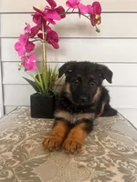 Red Collar Female, a female German Shepherd Dog for sale in Morrisville, MO – 5 of 5