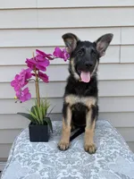 Light Pink Collar Female, a female German Shepherd Dog for sale in Morrisville, MO – 1 of 7