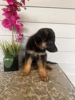Orange Collar Male, a female German Shepherd Dog for sale in Morrisville, MO – 2 of 5