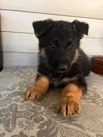Yellow Collar Male, a male German Shepherd Dog for sale in Morrisville, MO – 4 of 5