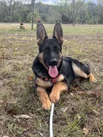 Red Collar Female , a female German Shepherd Dog for sale in Morrisville, MO – 3 of 7