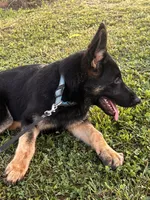 Dark Green Collar Male , a female German Shepherd Dog for sale in Morrisville, MO – 2 of 8