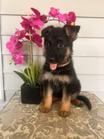 Yellow Collar Female, a female German Shepherd Dog for sale in Morrisville, MO – 3 of 5