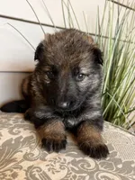 Blue Collar Male, a female German Shepherd Dog for sale in Morrisville, MO – Photo 3 of 6