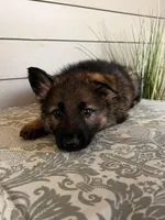 Blue Collar Male, a female German Shepherd Dog for sale in Morrisville, MO – Photo 5 of 6