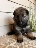 Blue Collar Male, a female German Shepherd Dog for sale in Morrisville, MO – Photo 2 of 6