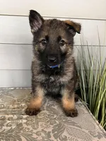 Blue Collar Male, a female German Shepherd Dog for sale in Morrisville, MO – Photo 2 of 6