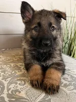 Blue Collar Male, a female German Shepherd Dog for sale in Morrisville, MO – Photo 6 of 6