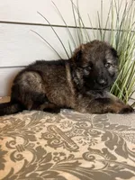 Blue Collar Male, a female German Shepherd Dog for sale in Morrisville, MO – Photo 6 of 6