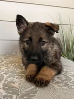 Blue Collar Male, a female German Shepherd Dog for sale in Morrisville, MO – Photo 4 of 6