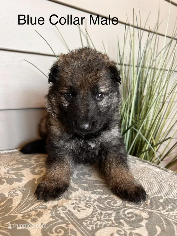 Blue Collar Male – German Shepherd Dog puppy for sale in Morrisville, MO