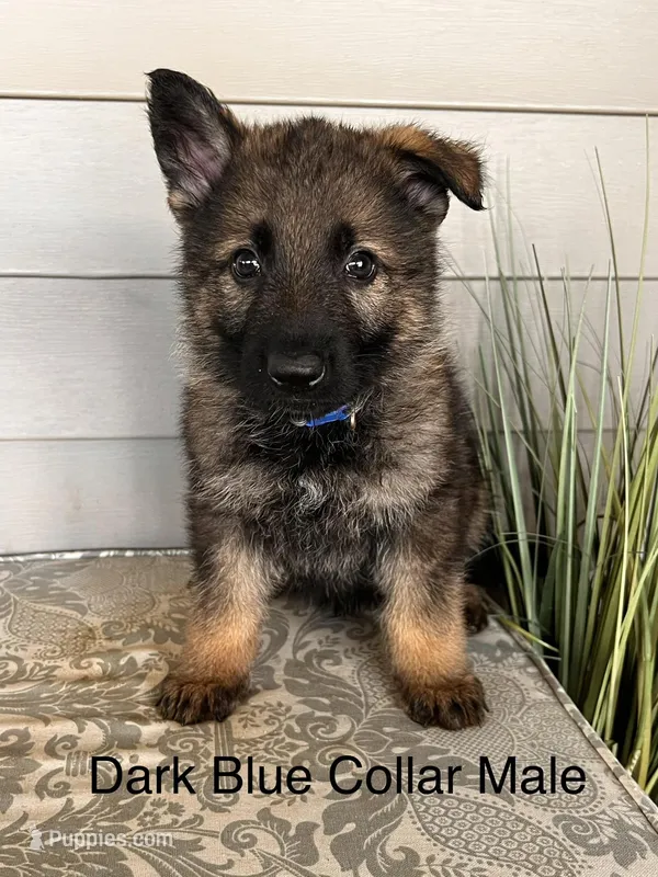 Blue Collar Male – German Shepherd Dog puppy for sale in Morrisville, MO