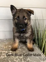 Blue Collar Male, a female German Shepherd Dog for sale in Morrisville, MO – Photo 1 of 6