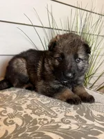 Blue Collar Male, a female German Shepherd Dog for sale in Morrisville, MO – Photo 5 of 6