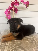 Red Collar Female, a female German Shepherd Dog for sale in Morrisville, MO – 4 of 5