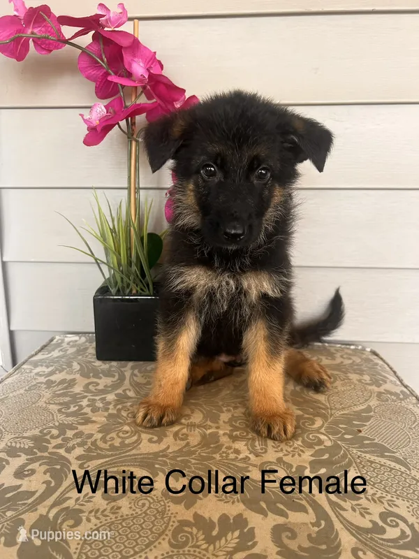 White Collar Female – German Shepherd Dog puppy for sale in Morrisville, MO