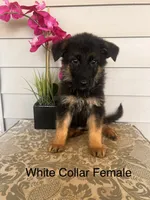White Collar Female, a female German Shepherd Dog for sale in Morrisville, MO – 1 of 7