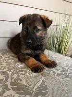 Light Gree  Collar Male, a female German Shepherd Dog for sale in Morrisville, MO – Photo 2 of 5