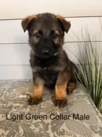 Light Gree  Collar Male, a female German Shepherd Dog for sale in Morrisville, MO – Photo 1 of 5