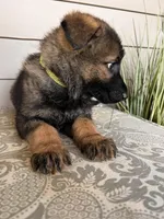 Light Gree  Collar Male, a female German Shepherd Dog for sale in Morrisville, MO – Photo 3 of 5