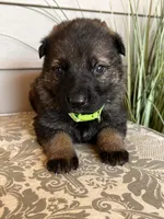 Light Gree  Collar Male, a female German Shepherd Dog for sale in Morrisville, MO – Photo 2 of 5