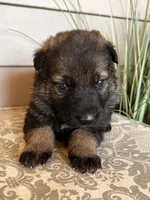 Light Gree  Collar Male, a female German Shepherd Dog for sale in Morrisville, MO – Photo 4 of 5