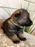 Light Gree  Collar Male, a female German Shepherd Dog for sale in Morrisville, MO – Photo 3 of 5