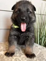 Light Gree  Collar Male, a female German Shepherd Dog for sale in Morrisville, MO – Photo 5 of 5