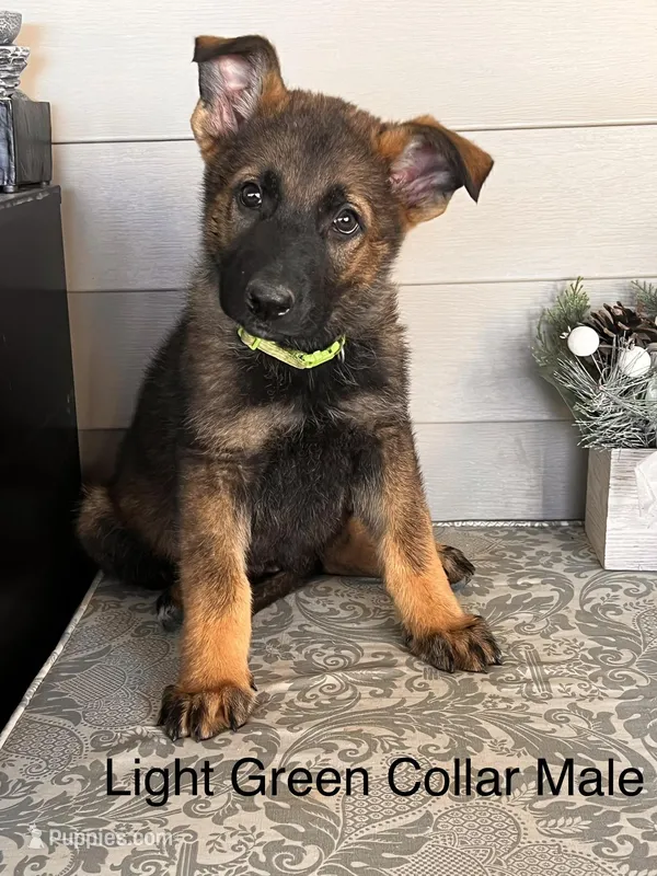 Light Gree  Collar Male – German Shepherd Dog puppy for sale in Morrisville, MO