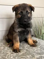 Light Gree  Collar Male, a female German Shepherd Dog for sale in Morrisville, MO – Photo 5 of 5