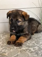 Light Gree  Collar Male, a female German Shepherd Dog for sale in Morrisville, MO – Photo 4 of 5