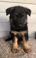 Red Collar Male, a male German Shepherd Dog for sale in Morrisville, MO – 3 of 5