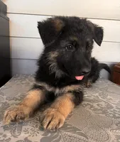 Green Collar Male, a male German Shepherd Dog for sale in Morrisville, MO – 4 of 6