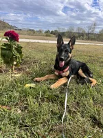 Purple Collar Female, a female German Shepherd Dog for sale in Morrisville, MO – 6 of 8