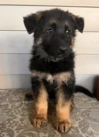 Green Collar Male, a male German Shepherd Dog for sale in Morrisville, MO – 2 of 6