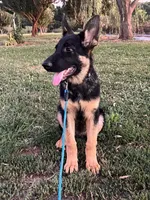 Yellow Collar Male, a male German Shepherd Dog for sale in Morrisville, MO – 2 of 5