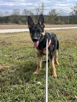 Purple Collar Female, a female German Shepherd Dog for sale in Morrisville, MO – 2 of 8