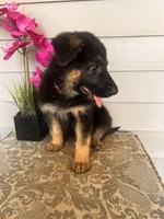 Light Pink Collar Female, a female German Shepherd Dog for sale in Morrisville, MO – 3 of 6