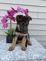 Red Collar Female, a female German Shepherd Dog for sale in Morrisville, MO – 3 of 6