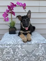 Light Pink Collar Female, a female German Shepherd Dog for sale in Morrisville, MO – 3 of 7
